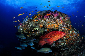 ~ Stop Pushing It into Red ~
Celebrating Ocean conservat... by Geo Cloete 